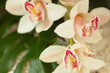white orchid
