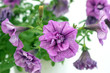 hibiscus violet