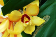 yellow orchid