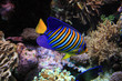 Poisson ange royal Poisson ange royal