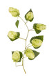 hop isolated
