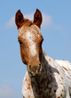 portrait d'une pouliche appaloosa