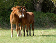 deux poulains dans un pré