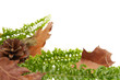 Autumnal leaves arragement