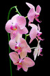 Stem of pink orchids isolated on black background