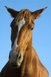 cheval n°2