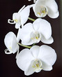 blume