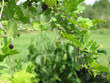 Plantes