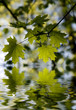 Green leaves reflected in rendered water