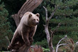 European Brown Bear