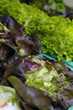 salade verte