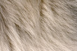 Shiny white fur of dog