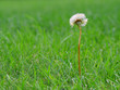 no lawn is perfect no lawn is perfect