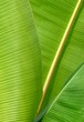 Close-up of some banana leafs..Close-up of some banana leafs Close-up of some banana leafs..Close-up of some banana leafs