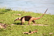 Ameisenbär, Costa Rica 2