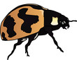 orange insect