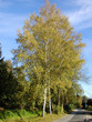 Birke im Herbst Birke im Herbst
