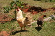 Coq blanc
