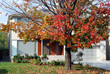 Modern two storey house with colorful maple tree in autumn