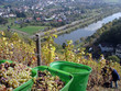 Grape picking in Germany