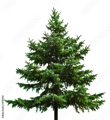 Photo: Christmas tree Christmas tree