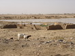 Une fabrique de briques à Djenné (Mali)