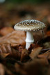 Champignon automne