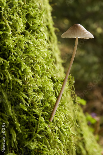 Photo: mushroom mushroom