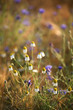 Sommerblüten