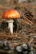 Champignon orange