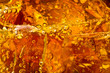 Cola