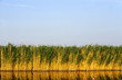 Schilf am Neusiedlersee in Österreich