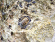fossile fossile