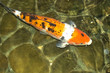 Striped Fish shallow water