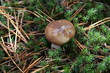 butter mushroom
