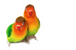 Pair of lovebirds agapornis-fischeri isolated on white.