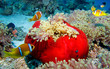 Nemo City Nemo City