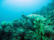 Tortue marine au repos