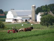 Amish Farm