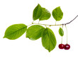 Cherry branch