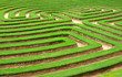 grass maze