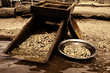 looking for gold