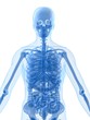 menschliche anatomie