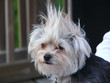 Bad Hair