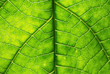 Leave Macro