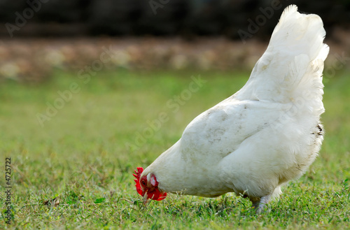 Hen eating in an open field