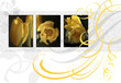 yellow_tulip