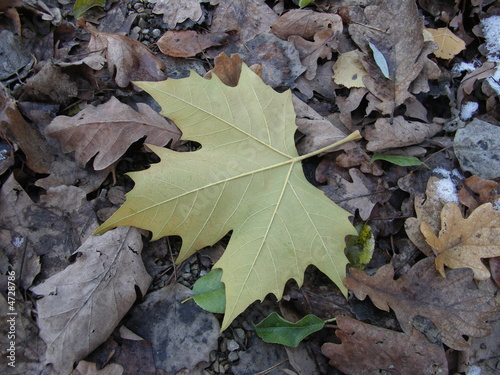 Foto: Blatt Blatt