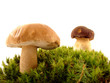 Ceps Ceps