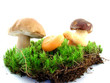 Mushrooms